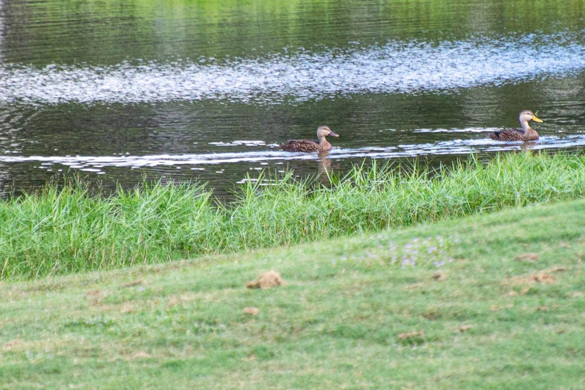 Golf And Tennis Community - Peaceful Pond Paradise - Pet Friendly Villa Wesley Chapel Exterior photo